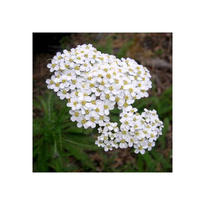 White Heirloom Yarrow Flower Planting Non Gmo Flower Seeds Home Garden Planting, Ornamental [neera-v5-2c77947754bb9a3fc22f]