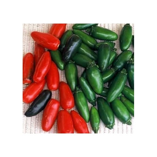 Mix Serrano Chili Seeds for Planting [neera-v5-2c9275e037bd4a14549b]