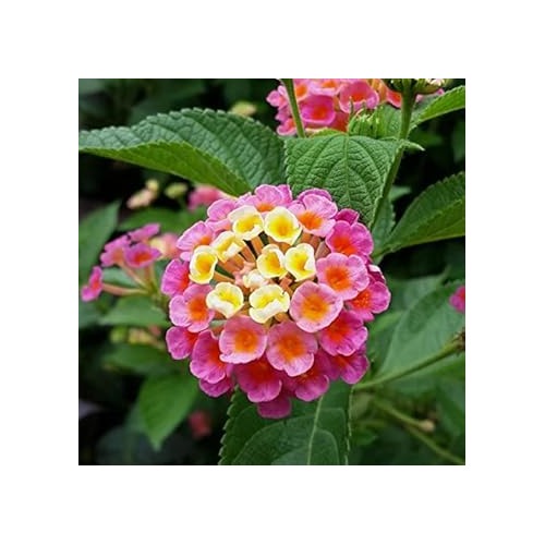 Heirloom Non-GMO Pink Yellow Lantana Flower Seeds for Butterfly Gardens and Colorful Outdoor Planting [neera-v5-2c9976cc952b9ee17c4e]
