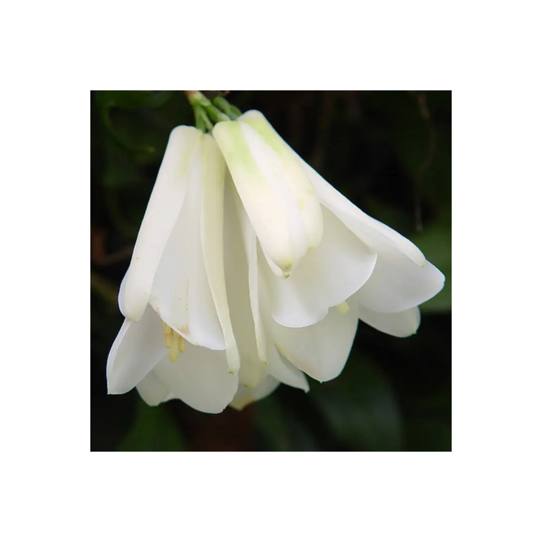 White Organic Lapageria Flower For Planting Heirloom Non Gmo Flower Seeds for Home Garden Planting, [neera-v5-2cadb2aaac5080322088]