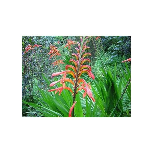 Orange Chasmanthe Ornamental Plant Seeds for Planting [neera-v5-2cb2799df109c03f122d]