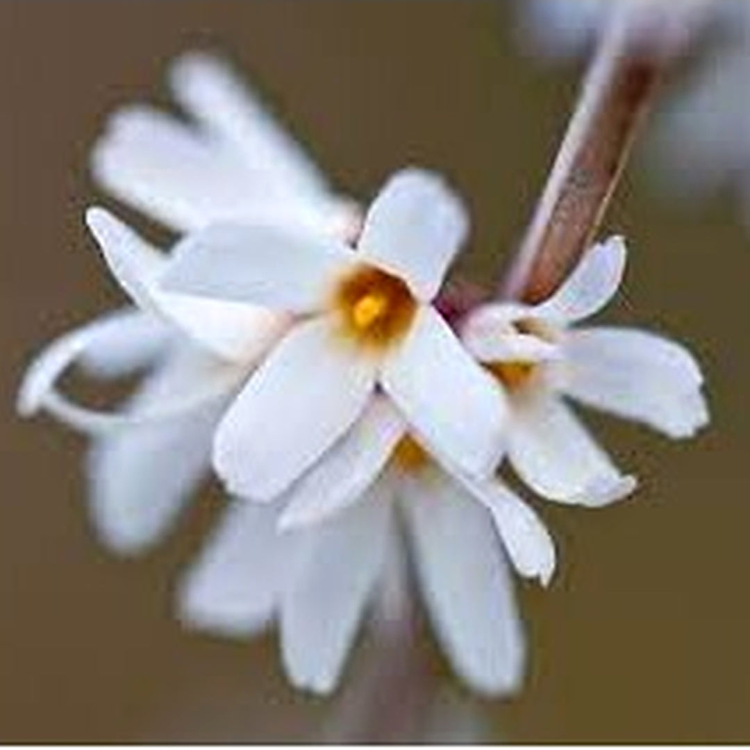 White Forsythia (Abeliophyllum distichum) Flower Seeds for Planting | Heirloom Non-GMO High Germination Seeds [neera-v5-2cb59131b9d2afc29dfd]
