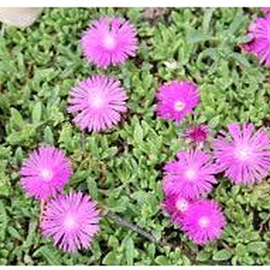 Pink Delosperma Flower Seeds for Planting [neera-v5-2cb5a473855f103c56f7]