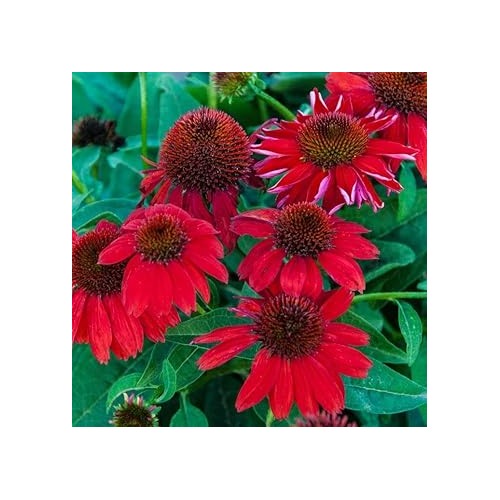 Red Heirloom Echinacea Coneflower For Planting Non Gmo Garden Flower Seeds for Home Garden [neera-v5-2cc02073eabc3c0f7891]