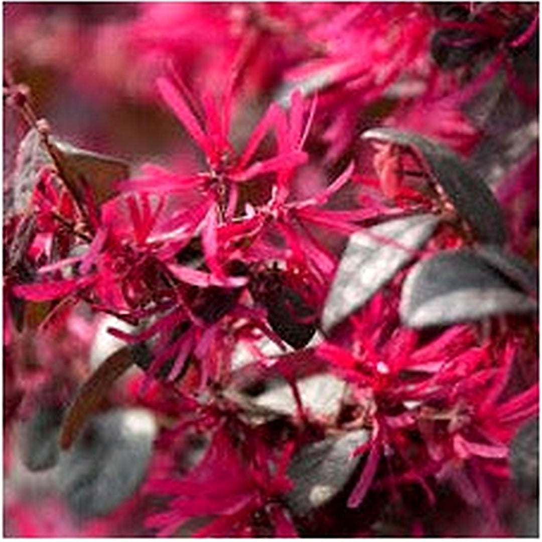 Red Loropetalum Flower Seeds for Planting [neera-v5-2cc4868c18f8ed092206]