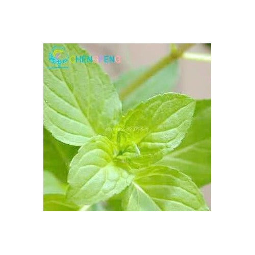 Green Mint Plant Seeds for Herb Gardens and Culinary Use [neera-v5-2cceef7f911a16434b96]