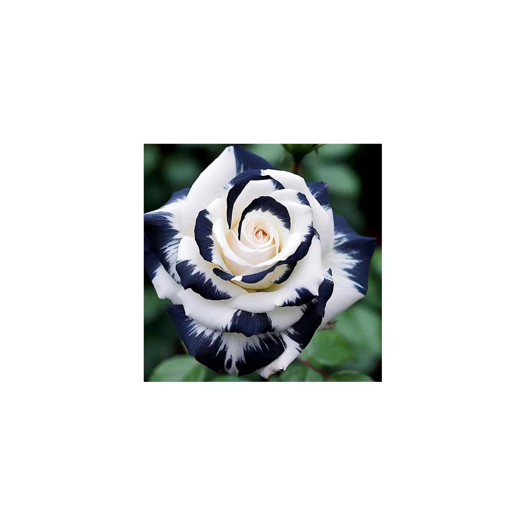 Rose Rosa Spp Flower For Planting In Backyard Garden Or Ornamental Beds Flower Seeds for Home [neera-v5-2cdfb775275f20548fdf]