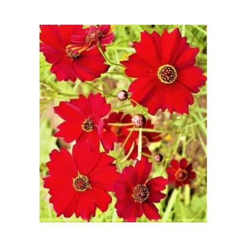 Red Dwarf Plains Coreopsis Sale Non Gmo Heirloom Non Gmo Flower Seeds Home Garden Planting, [neera-v5-2cf68424e59f664f0666]