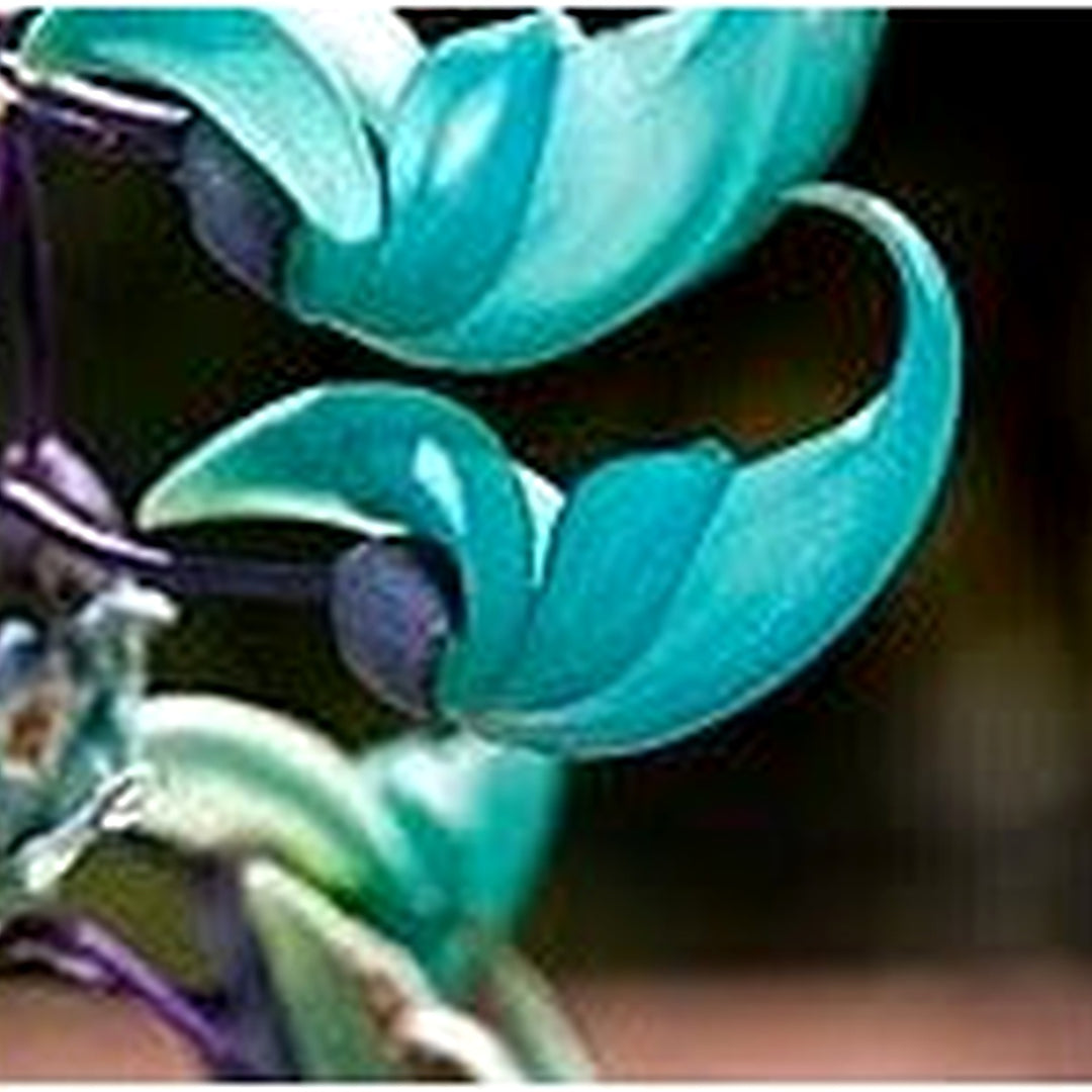Heirloom Non-GMO Sky Blue Strongylodon Macrobotrys Flower Seeds for Planting [neera-v5-2cfaeea05b5b156a54d3]