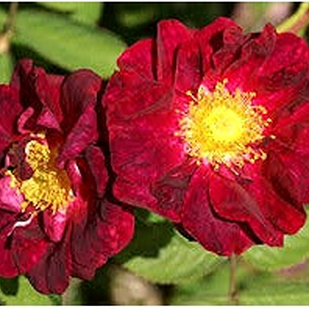 Red Rugrose Rose Plant Seeds for Planting [neera-v5-2d147304eed720de370e]