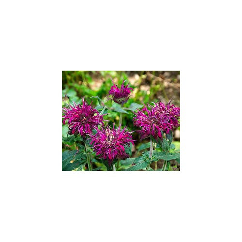 Organic Heirloom Monarda Flower Seeds for Planting [neera-v5-2d221a2e9cf1d5cc5ea2]