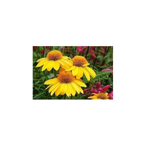 Yellow Heirloom Non Gmo Coneflower Vibrant Pollinator Blooms Garden Planting Flower Seeds [neera-v5-2d2c1791d221829a91d7]