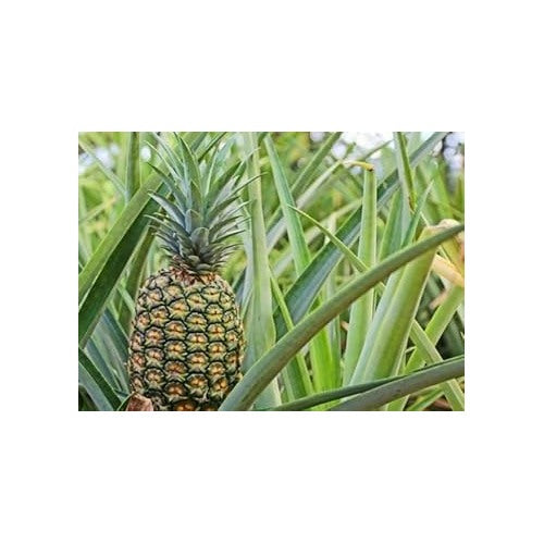 Heirloom Green Pineapple Fruit Seeds [neera-v5-2d311ffa95647363b30f]