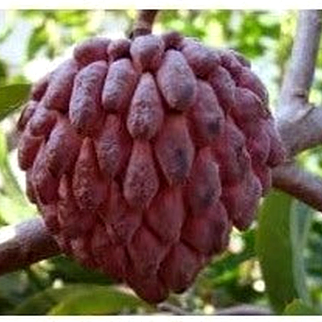 Chirimoya Roja Fruit Seed Set | Grow Sweet, Unique Tropical Fruits [neera-v5-2d31e40cf790bf91b3ef]