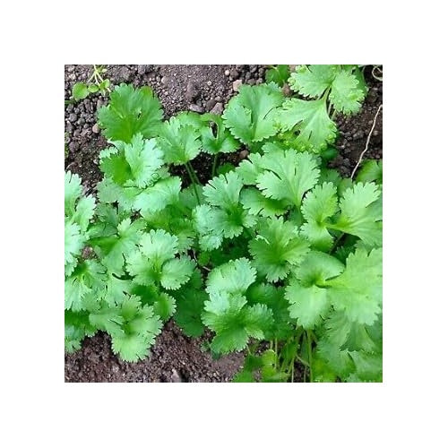 Cilantro Seeds for Planting [neera-v5-2d35709bc4b29b7f76a8]