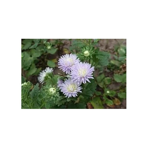Lavender Aster Flower Planting For Garden Non Gmo Flower Seeds for Home Garden Planting, Ornamental [neera-v5-2d3ba2fcc95aa00a0490]