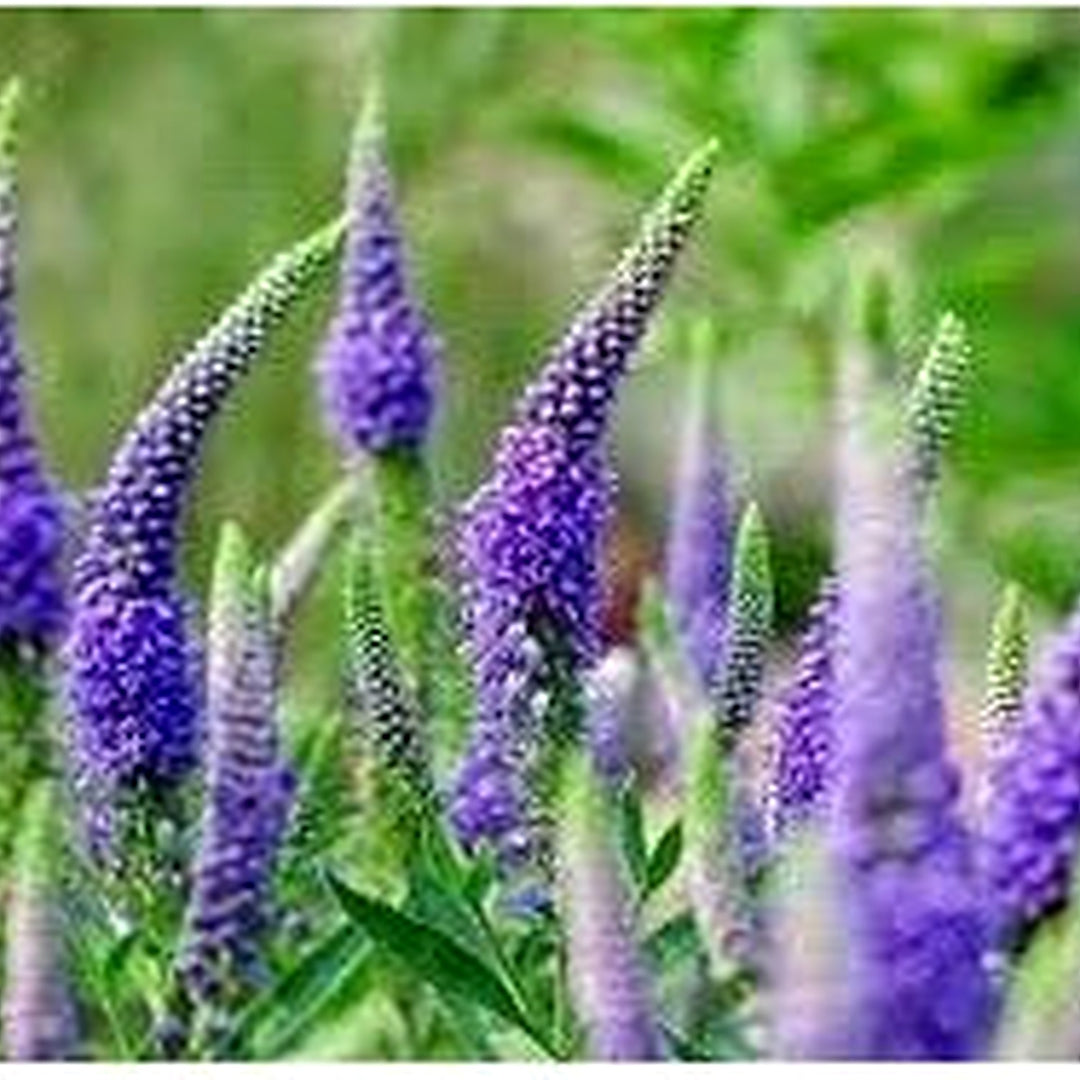 Heirloom Veronica Purple Flower Seeds for Planting [neera-v5-2d47d0c2b12c22804b16]