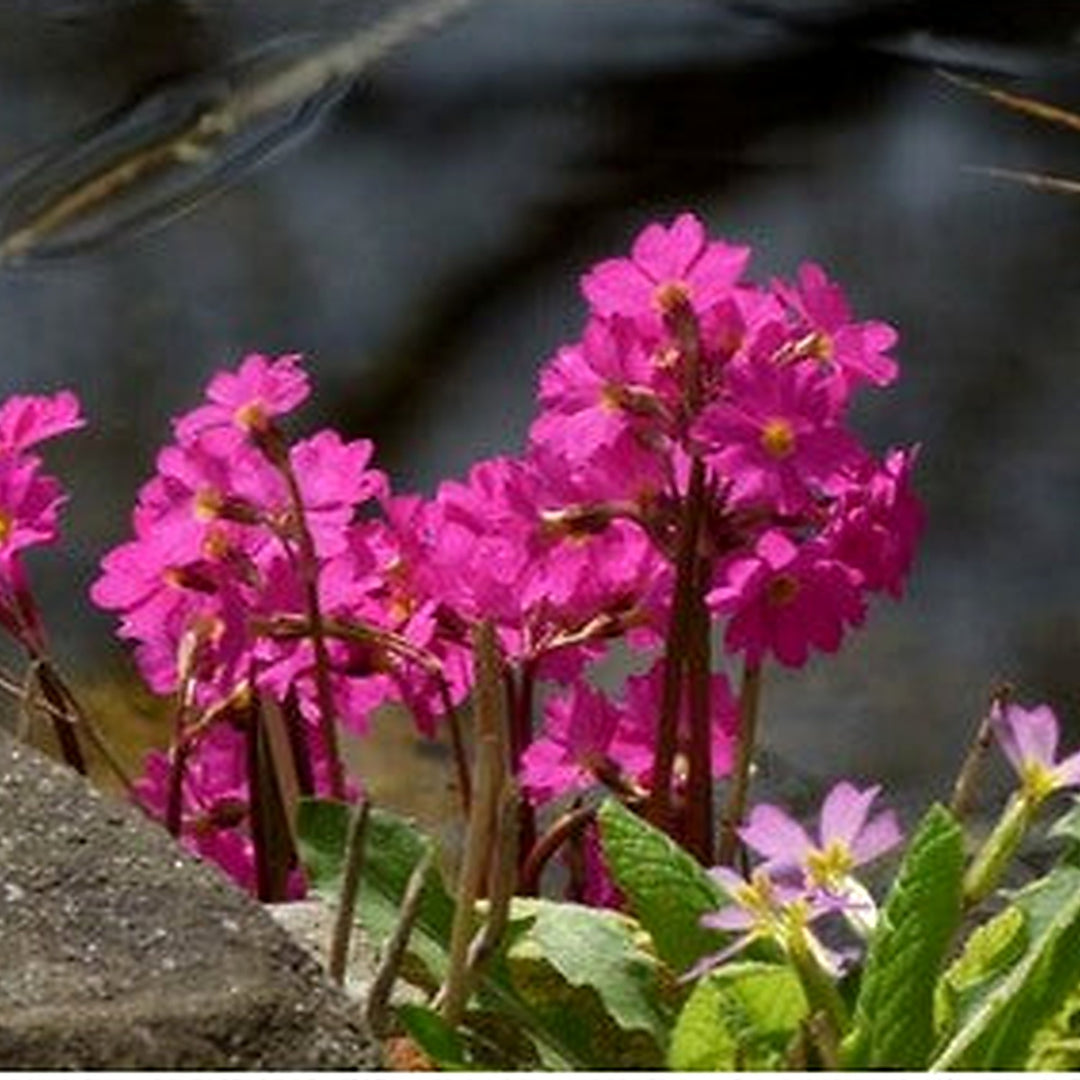Himalayan Primrose Flower Seeds for Planting [neera-v5-2d4f6cbfd6aa526b2699]