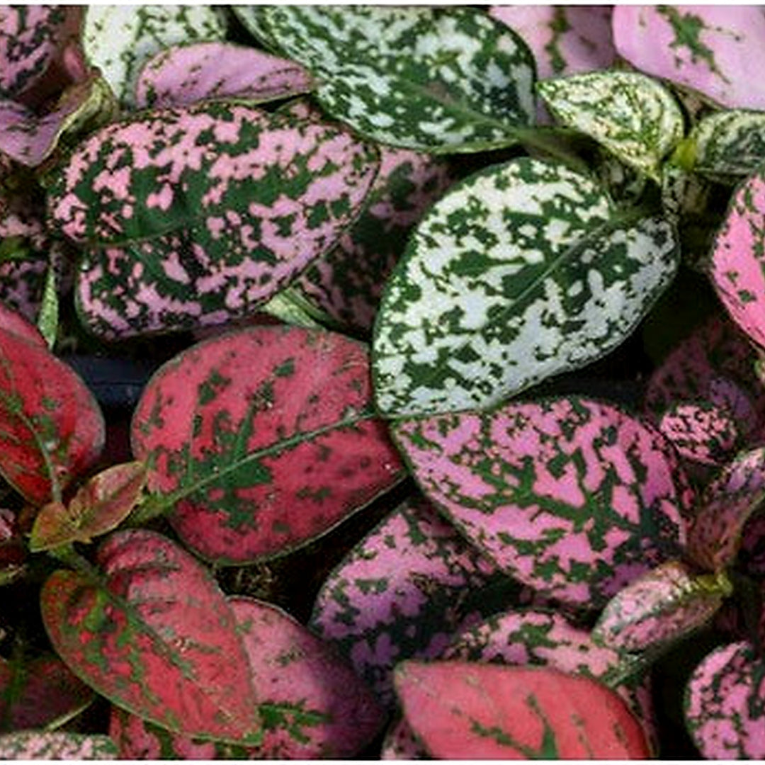 Heirloom Non-GMO Mix Hypoestes Plant Seeds for Planting [neera-v5-2d5d5b882be5a6041800]