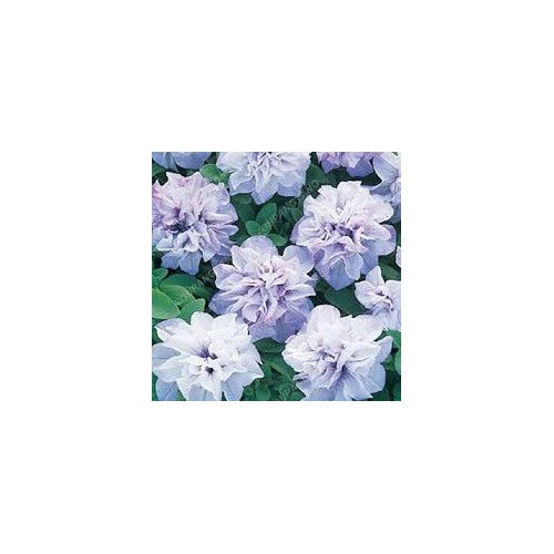 Light Violet Double Petal Petunia Seeds for Planting [neera-v5-2d6436824b945139fde4]