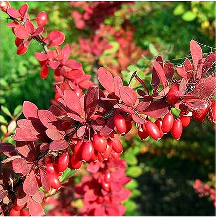 Red Pyracantha Fortuneana Plant Seeds for Planting [neera-v5-2d6d4c2007f012c30db1]