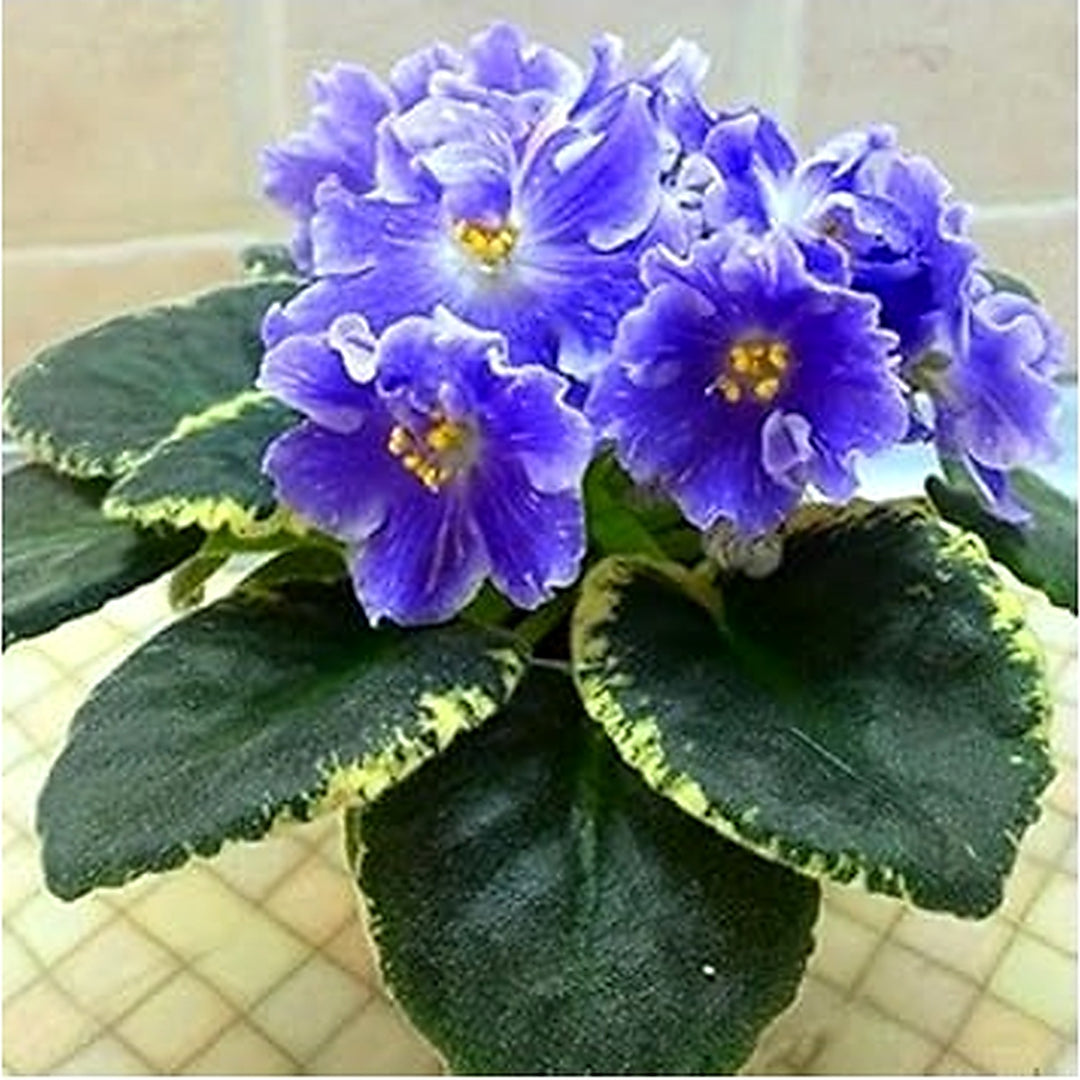 Non-GMO Blue Mini Matthiola Flower Seeds for Garden Planting [neera-v5-2d6da04e579ea2814dfe]