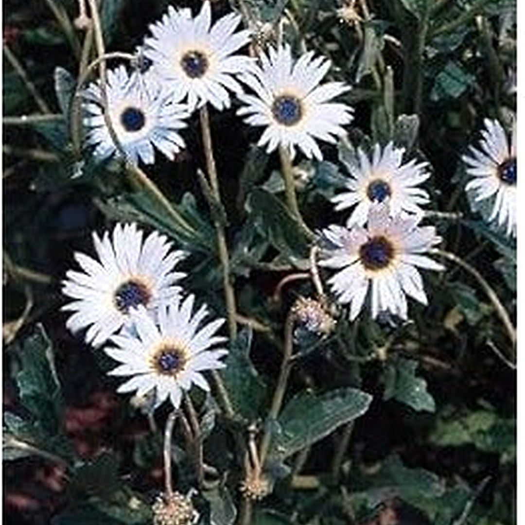 Heirloom Non-GMO White Arctotis Flower Seeds [neera-v5-2d763d0ee87b4629ce17]
