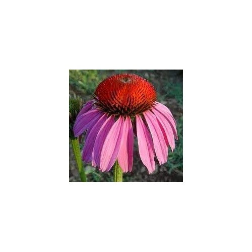 Heirloom Echinacea angustifolia Coneflower Seeds for Planting [neera-v5-2d823a3b67bb3e67d474]