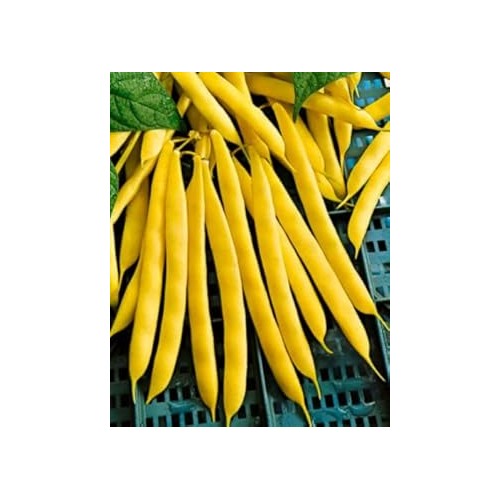 Yellow Bush Bean Seeds for Planting [neera-v5-2d8c17aefb247f262bba]