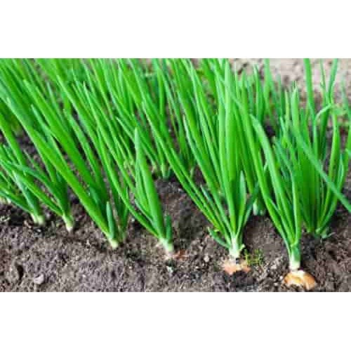 Heirloom Green Fistulosum Spring Onion Seeds for Planting [neera-v5-2d93bdea9f6f11bc1b4b]