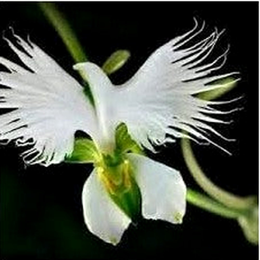 Heirloom Non-GMO Egret Dove Orchid Flower Seeds for Planting [neera-v5-2da1cff4681e8a5225f3]