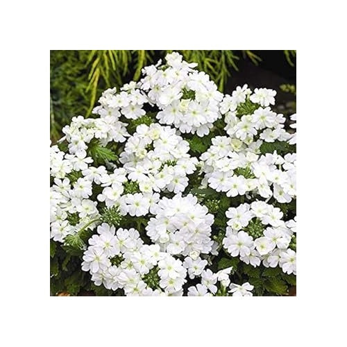 Organic Heirloom White Verbena Flower Seeds [neera-v5-2da8bf7c7444a73e04be]