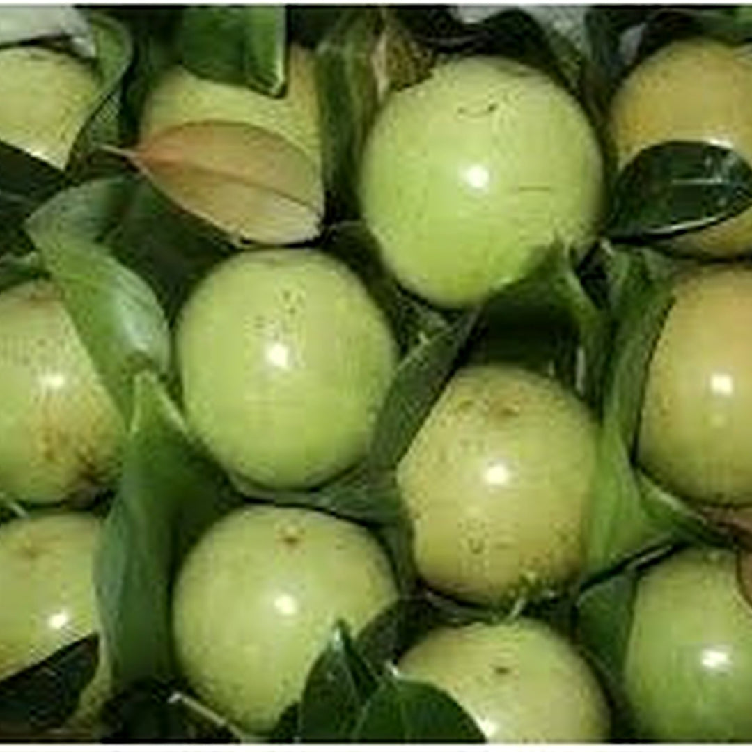 White Chrysophyllum Cainito Fruit Seeds for Planting [neera-v5-2daa17ee076208de39dc]