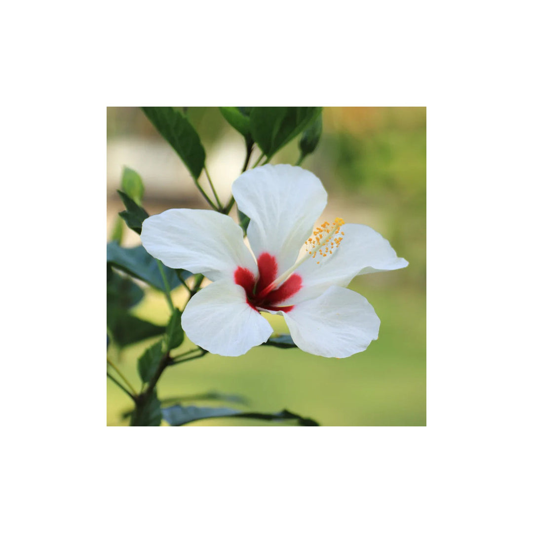 White Red Hibiscus Flower Giant Exotic Hardy Blooms For Decorative Landscaping Flower Seeds for [neera-v5-2daa7454e93fb3697e22]