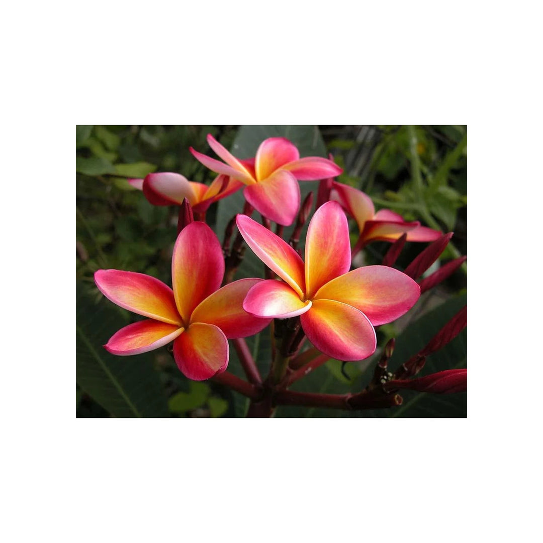 Pink White Frangipani Flower Heirloom Non Gmo Plumeria Exotic Garden Planting Flower Seeds [neera-v5-2dac7a5637bea3fdb53e]