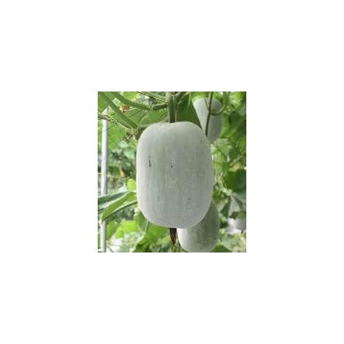 Gourd Melon Vegetable Seeds for Planting [neera-v5-2dae31231f290ca9b619]
