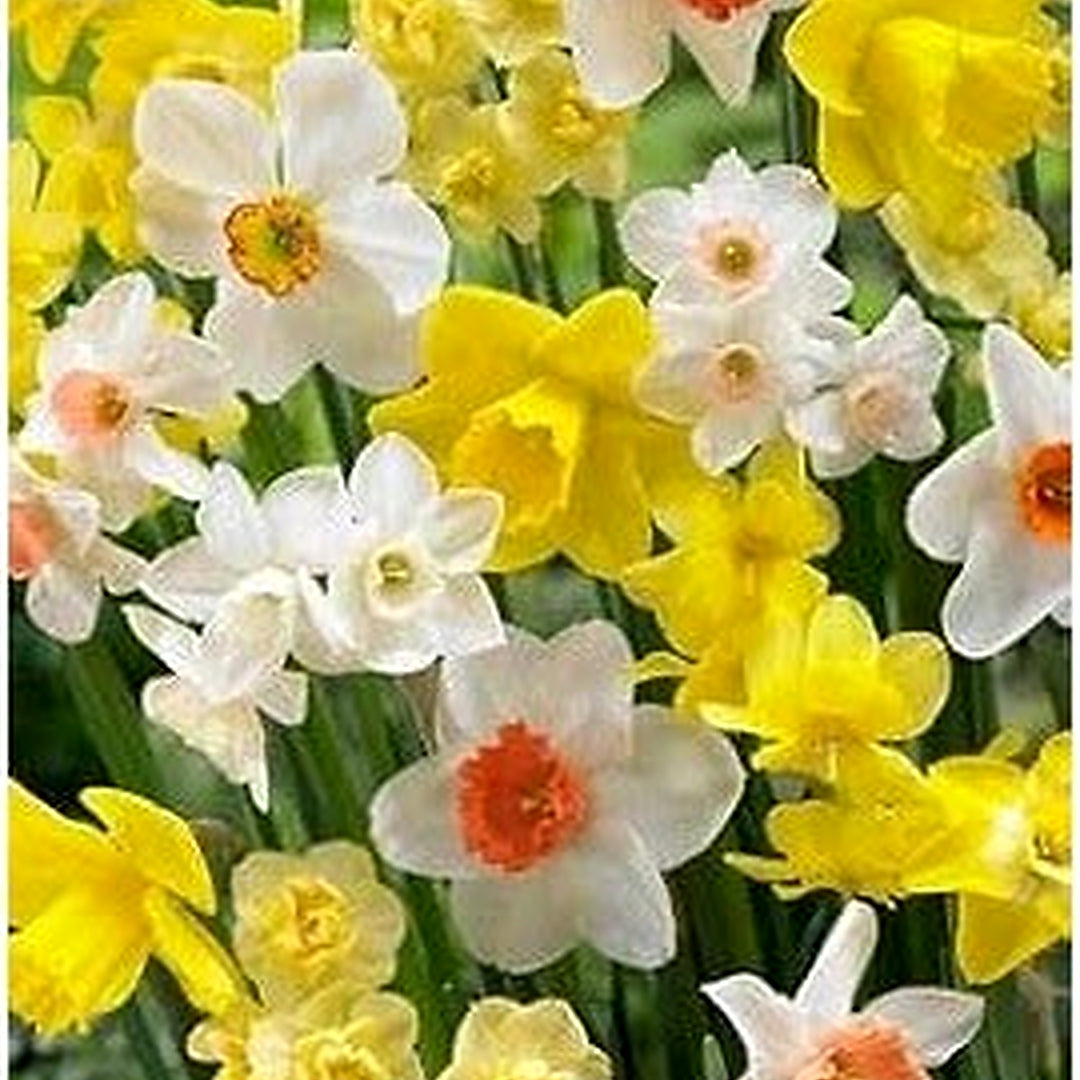 Multi-Color Narcissus Flower Seeds for Planting [neera-v5-2db3ed882aebf391ba3a]