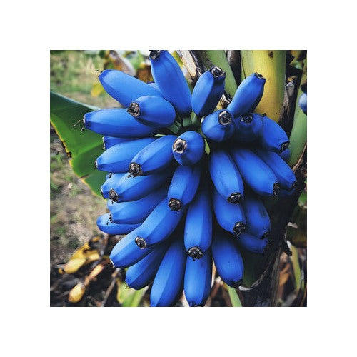 Blue Banana Fruit Seeds for Planting [neera-v5-2dbdf5e68cba524ac2c3]