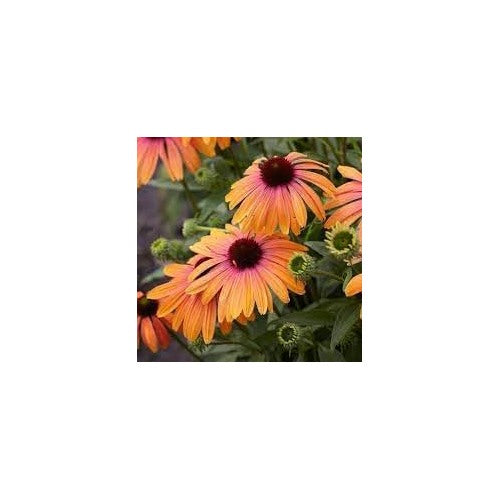 Yellow & Pink Echinacea purpurea Seeds for Planting [neera-v5-2dc750f726d8c997ac01]