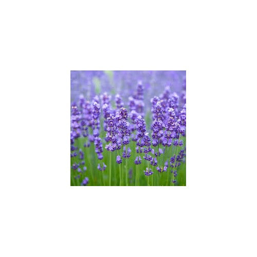 Lavender Bonsai Flowers Planting Indoor And Outdoor Gardens Flower Seeds Home Garden [neera-v5-2dcb9af64af466276001]