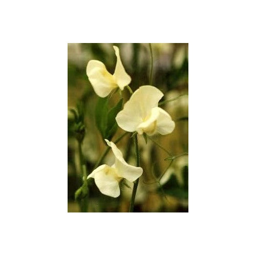 Heirloom Non-GMO Cream Sweet Pea Flower Seeds for Planting [neera-v5-2de09e96c15c0024f3aa]