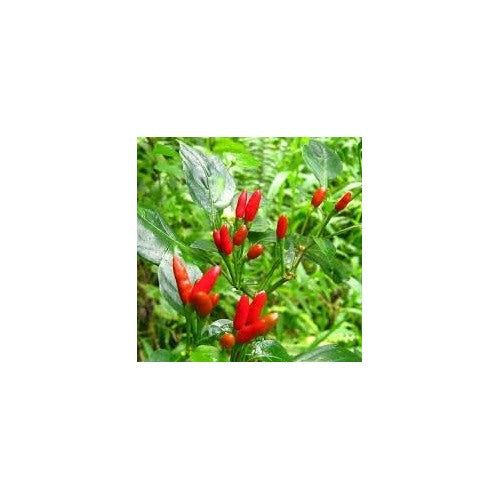 Pequin Bird Pepper Seeds for Planting [neera-v5-2def41d0ca1ee05430fe]