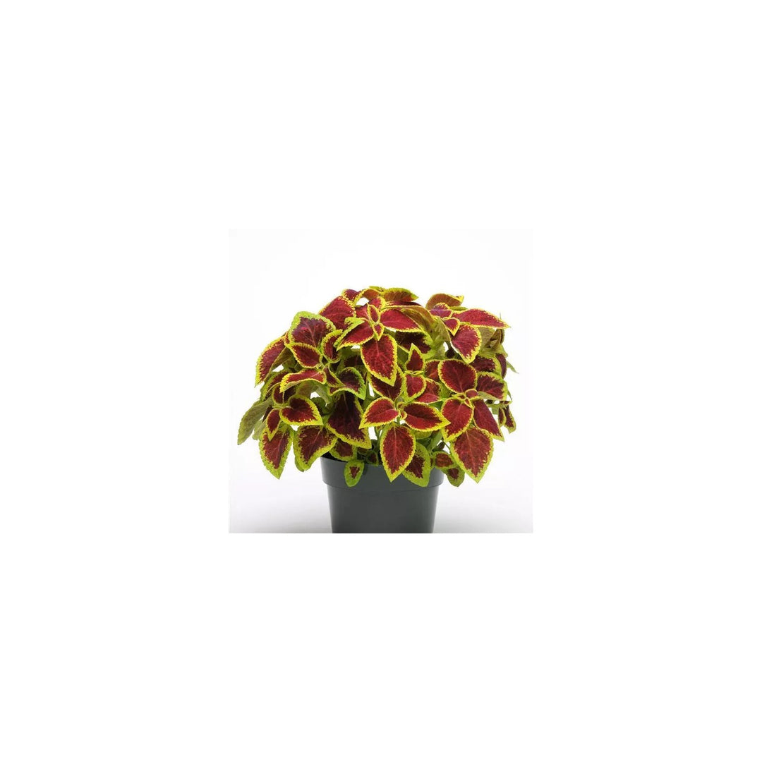 Heirloom Coleus Sun Crimson Gold Flowering For Planting Heirloom Non Gmo Flower Seeds for Home [neera-v5-2df80efc01382549c278]