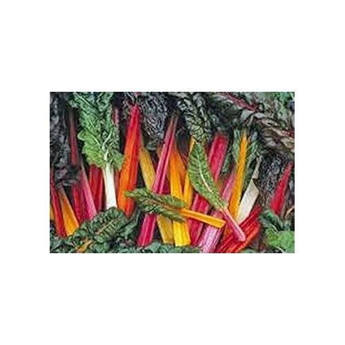 Mixed Swiss Chard Vegetable Seeds for Planting [neera-v5-2dff747c587b82b57a5d]