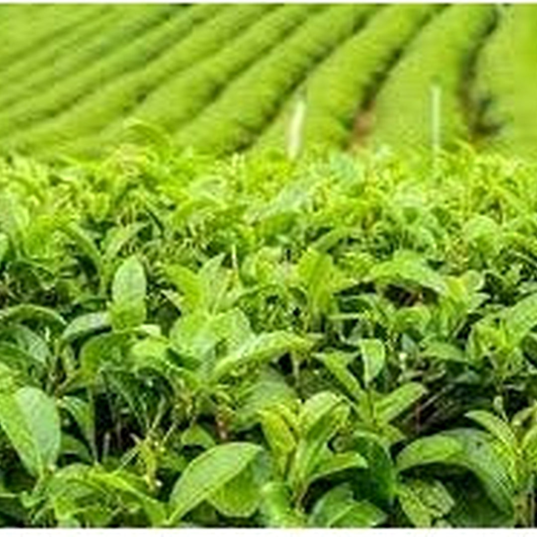 Camellia Sinensis Plant Seeds for Planting [neera-v5-2e036be4f7101a0766fb]