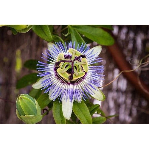 Fresh Mixed Passion Flower Seeds for Garden Planting [neera-v5-2e17adb618e8001d4d85]