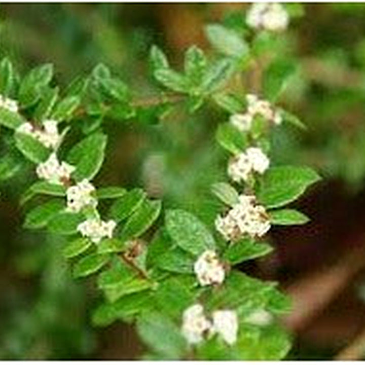 Nashia Inaguensis Seeds for Planting [neera-v5-2e1e8e66425c2d3ac7b6]