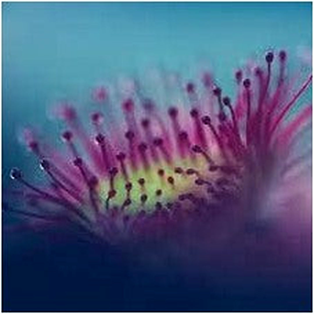 Purple Sundew Carnivorous Flower Seeds [neera-v5-2e1fff67008c55ac5fc0]