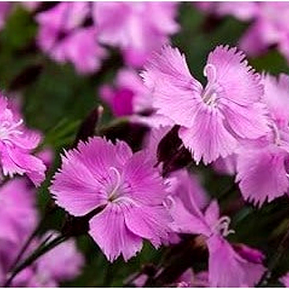 Organic Heirloom Non-GMO Purple Dianthus Seeds [neera-v5-2e22fd135783be1e6cc0]