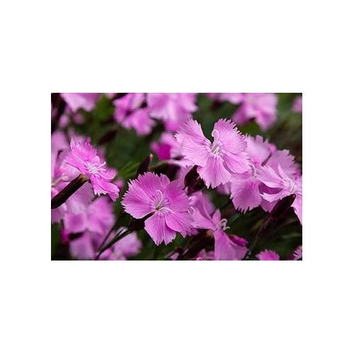 Organic Heirloom Non-GMO Purple Dianthus Seeds [neera-v5-2e22fd135783be1e6cc0]